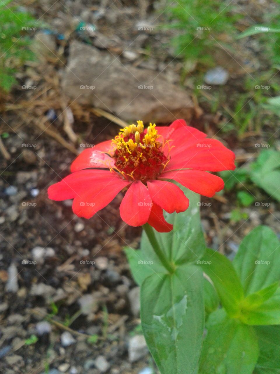 red flower. red flower in the neighborhood