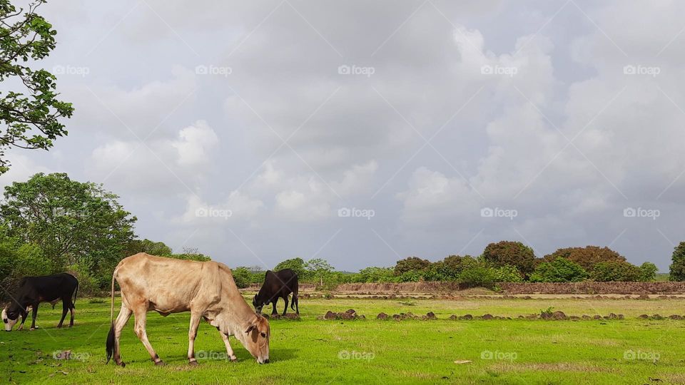 Editor's choice, Photo of the week, Beautiful Nature, Natural Photography