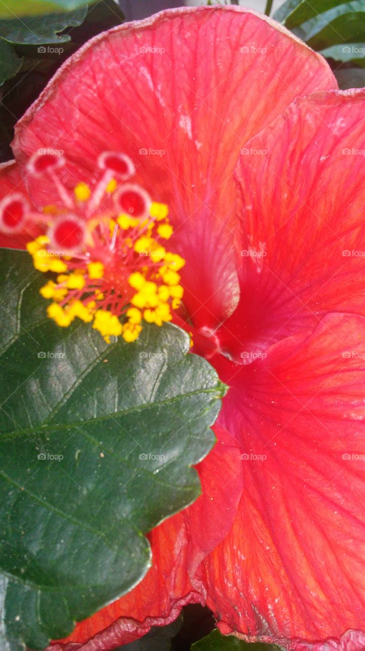 Nature, Flora, Flower, No Person, Leaf