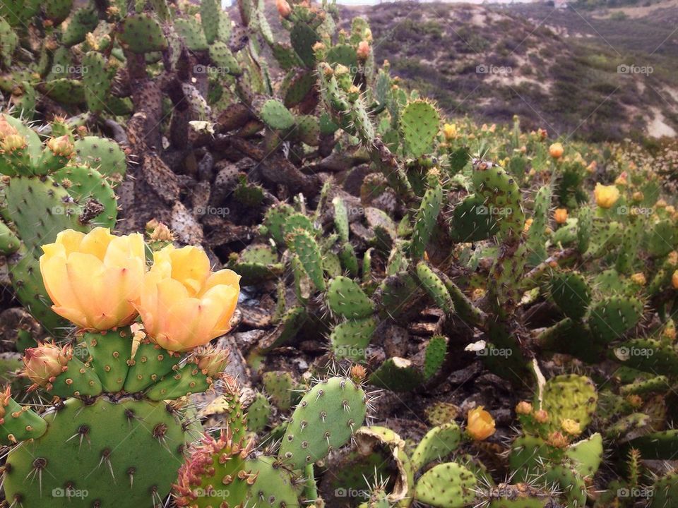 Cactus bloom 