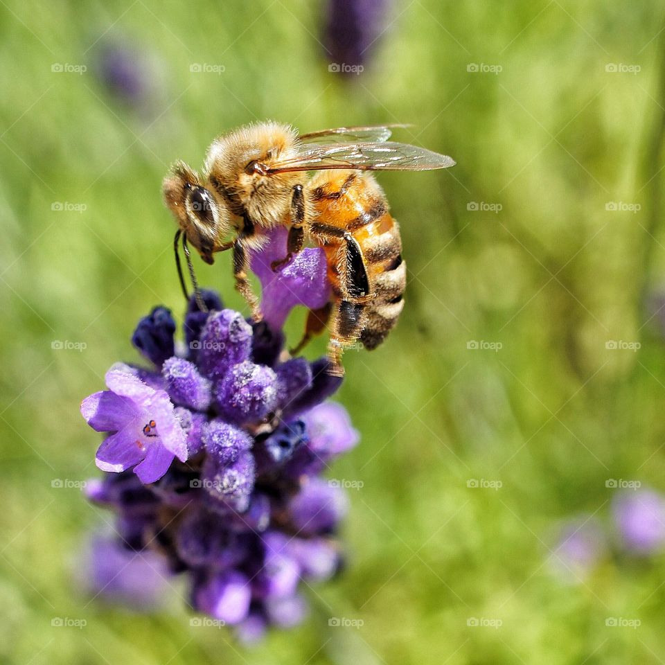 Bee on purple flower