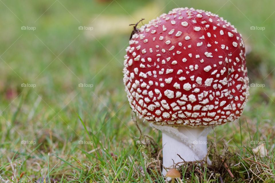 Fly Agaric