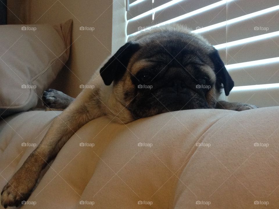 Lounging Pug
