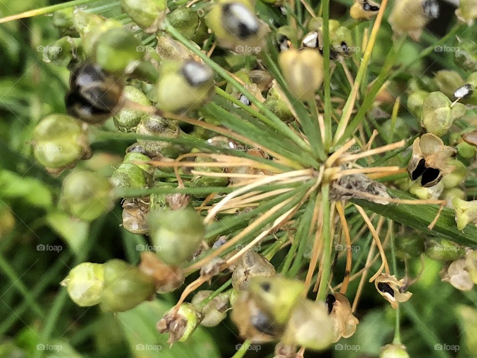 Plant in fall