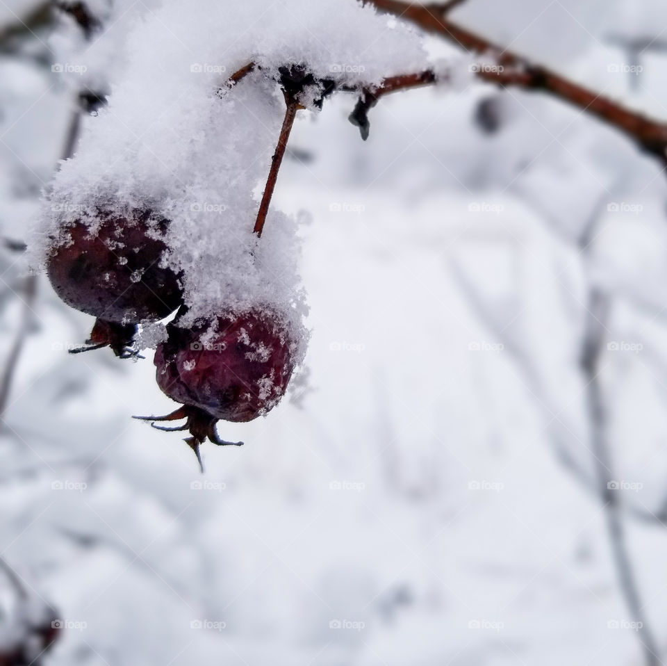 Frozen fruit under the snow