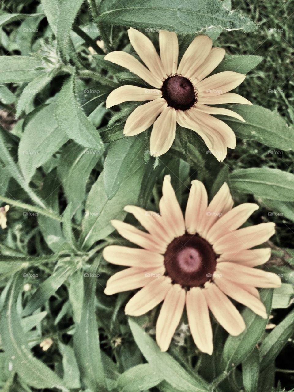 Brown eyed Susan 