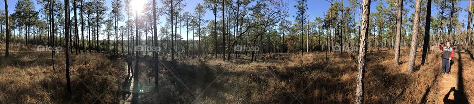 Panoramic view of peoples standing in forest