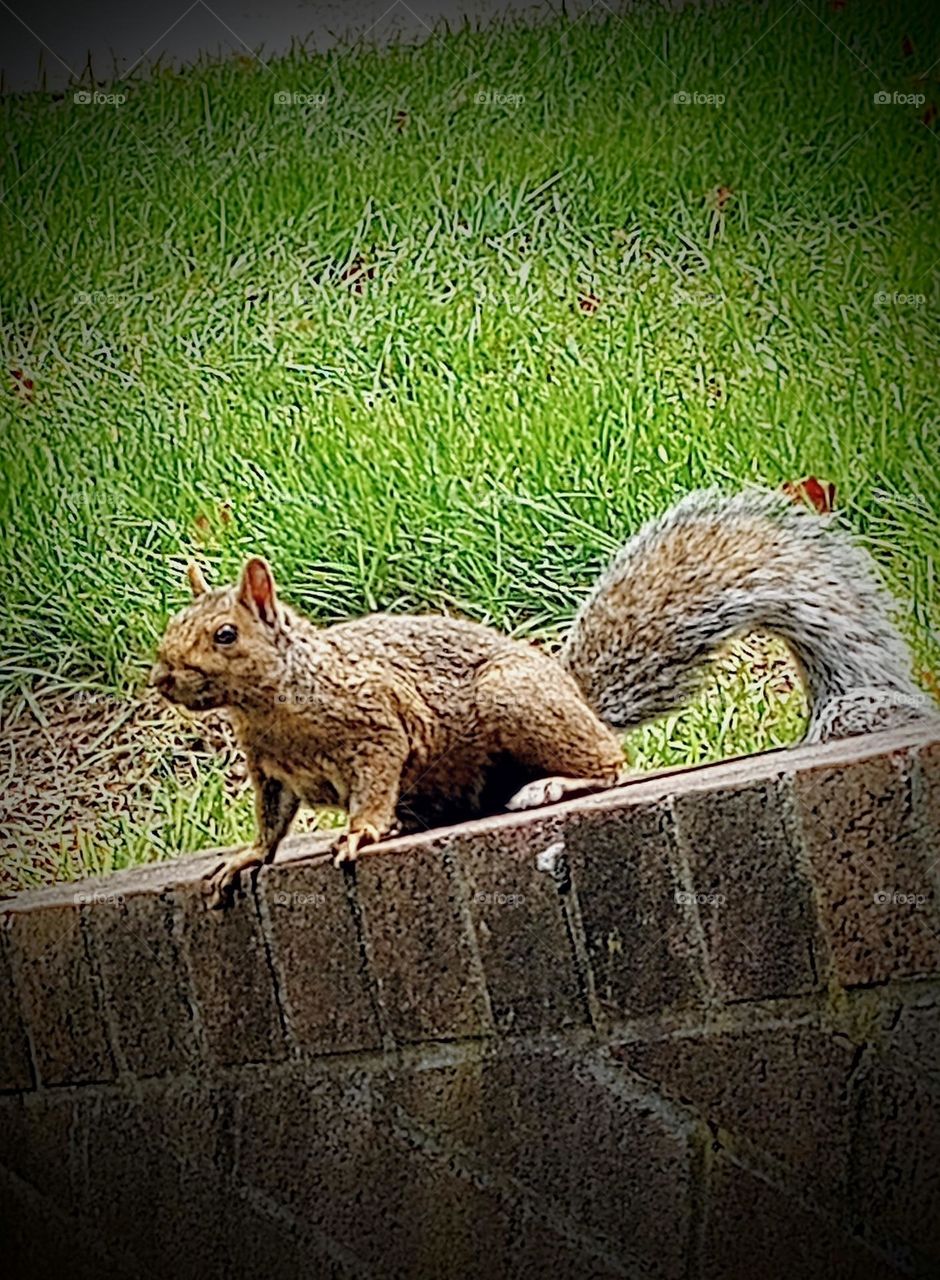 Posing Brown Squirrel