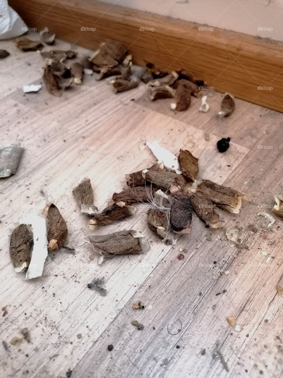 Cleaning a young bachelor's apartment. Snuff and dust can be found under the bed! Yuck!🤢