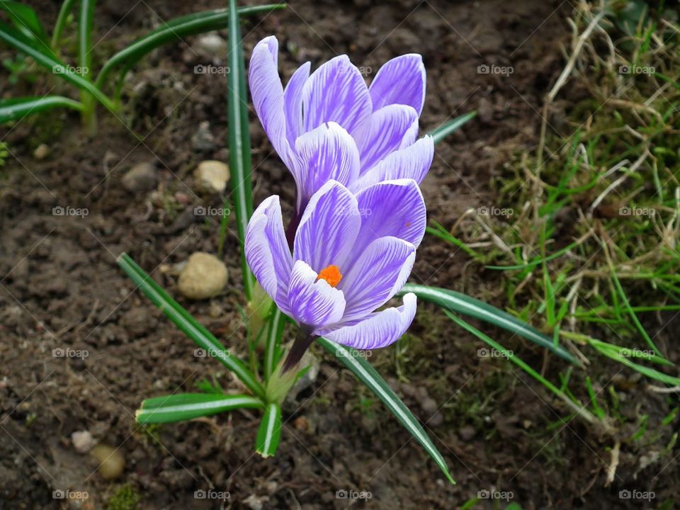 crocuses