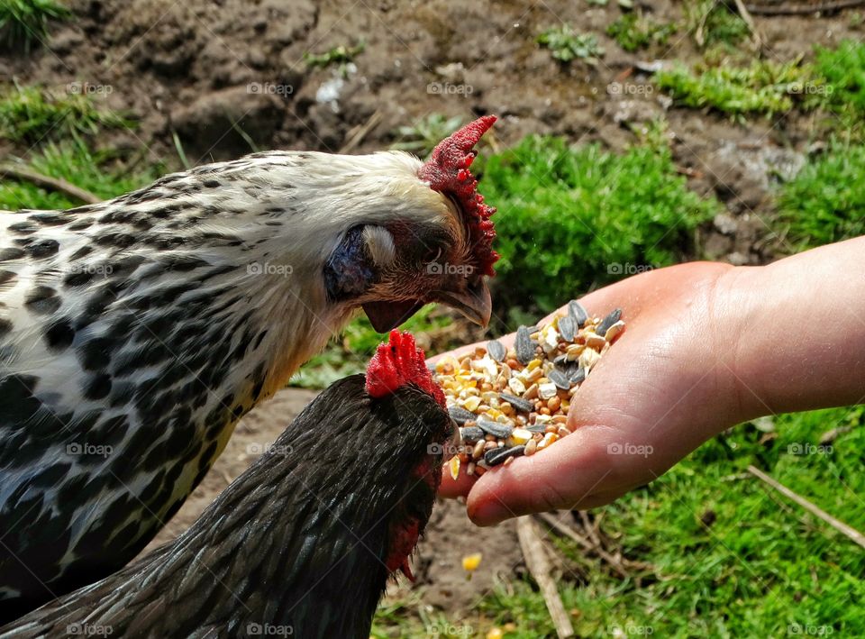 Raising Chickens