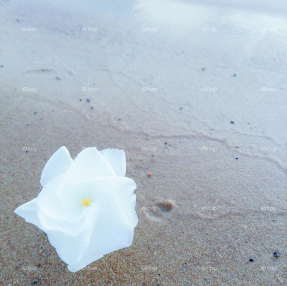 Flower in the beach . Nice to see