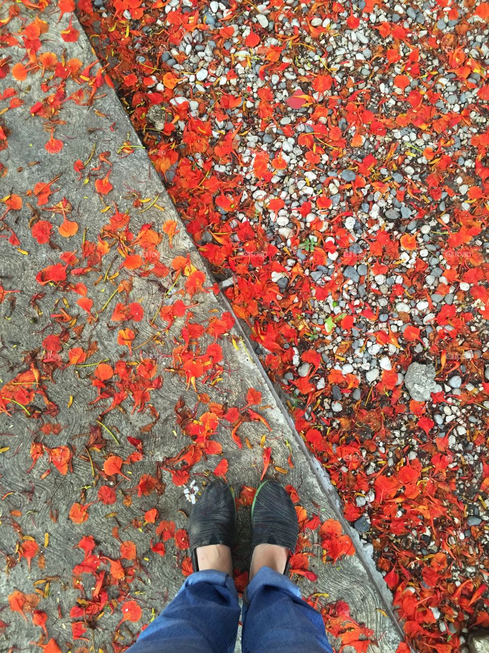 Walking in a sea of orange flowers...