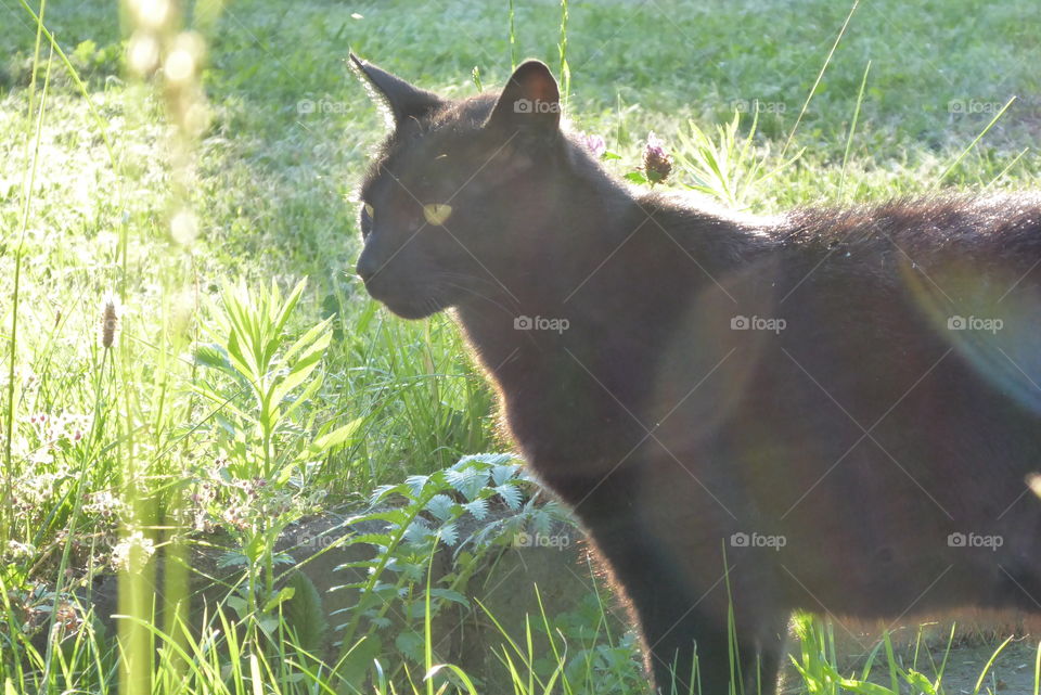 a black cat on the field in the summer sunshine
