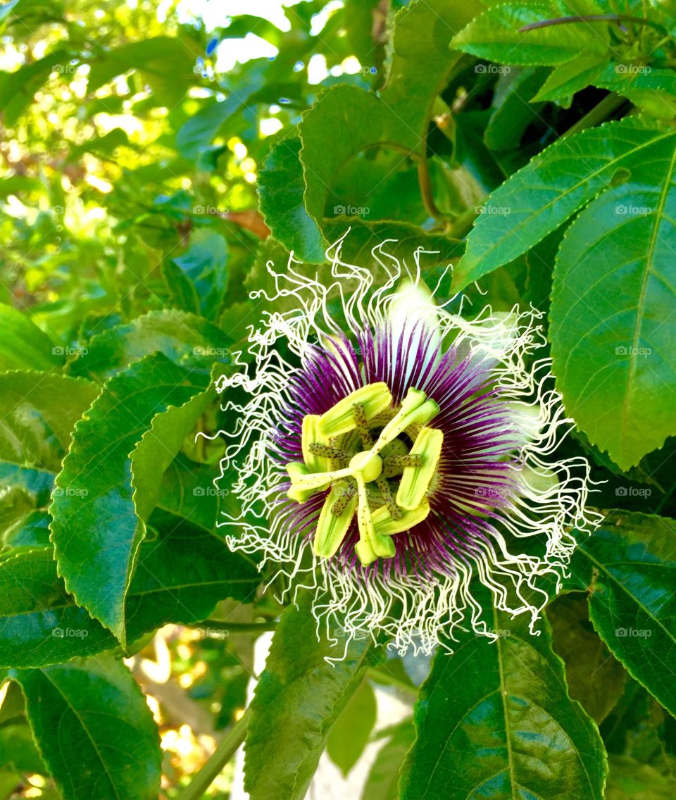 Exotic flower growing on a vine