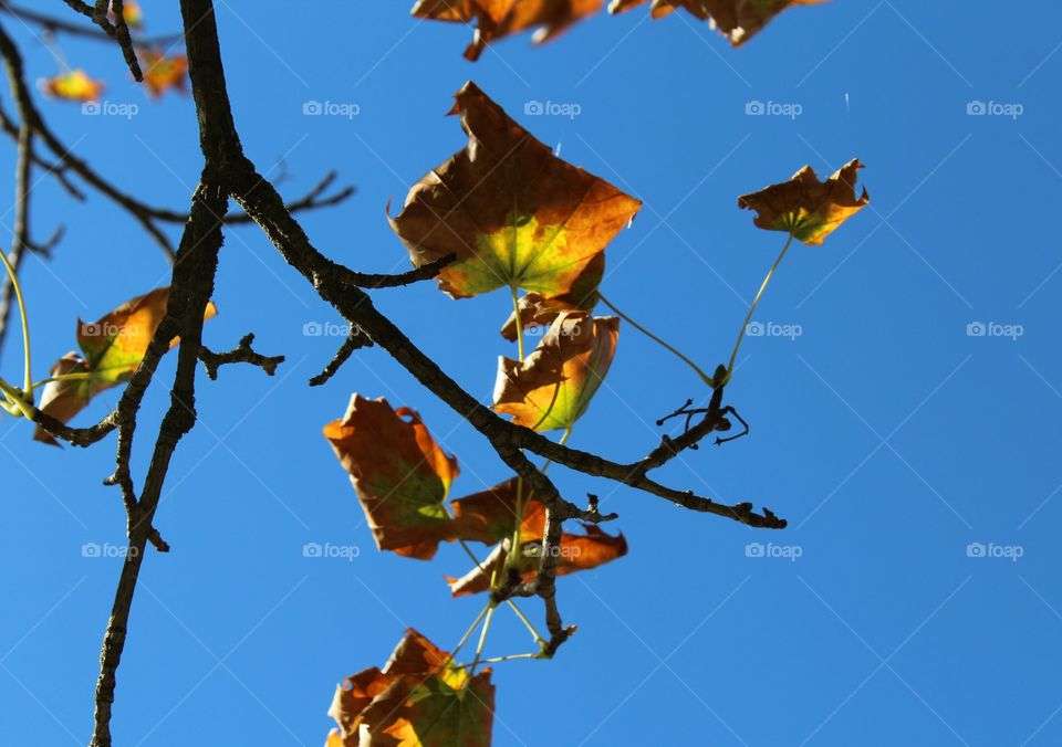 No Person, Nature, Outdoors, Leaf, Tree