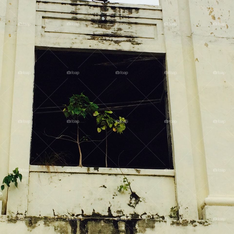 Taken over by nature. Nature takes over windows in Cebu Philippines