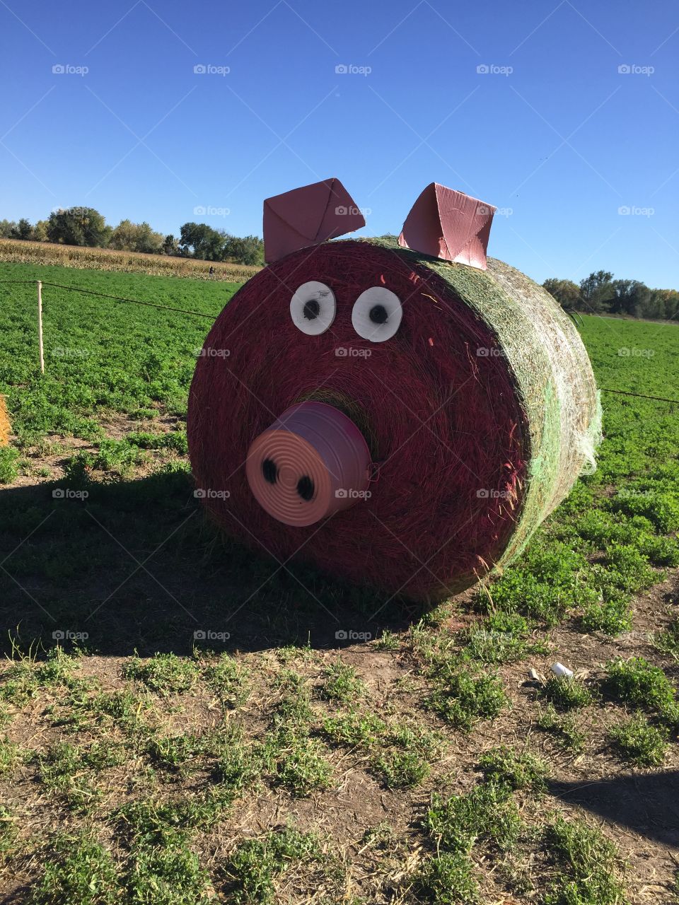 Pumpkin patch fun with piggy made of hey!