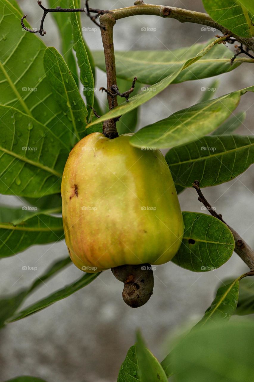 yummy Cashew fruit