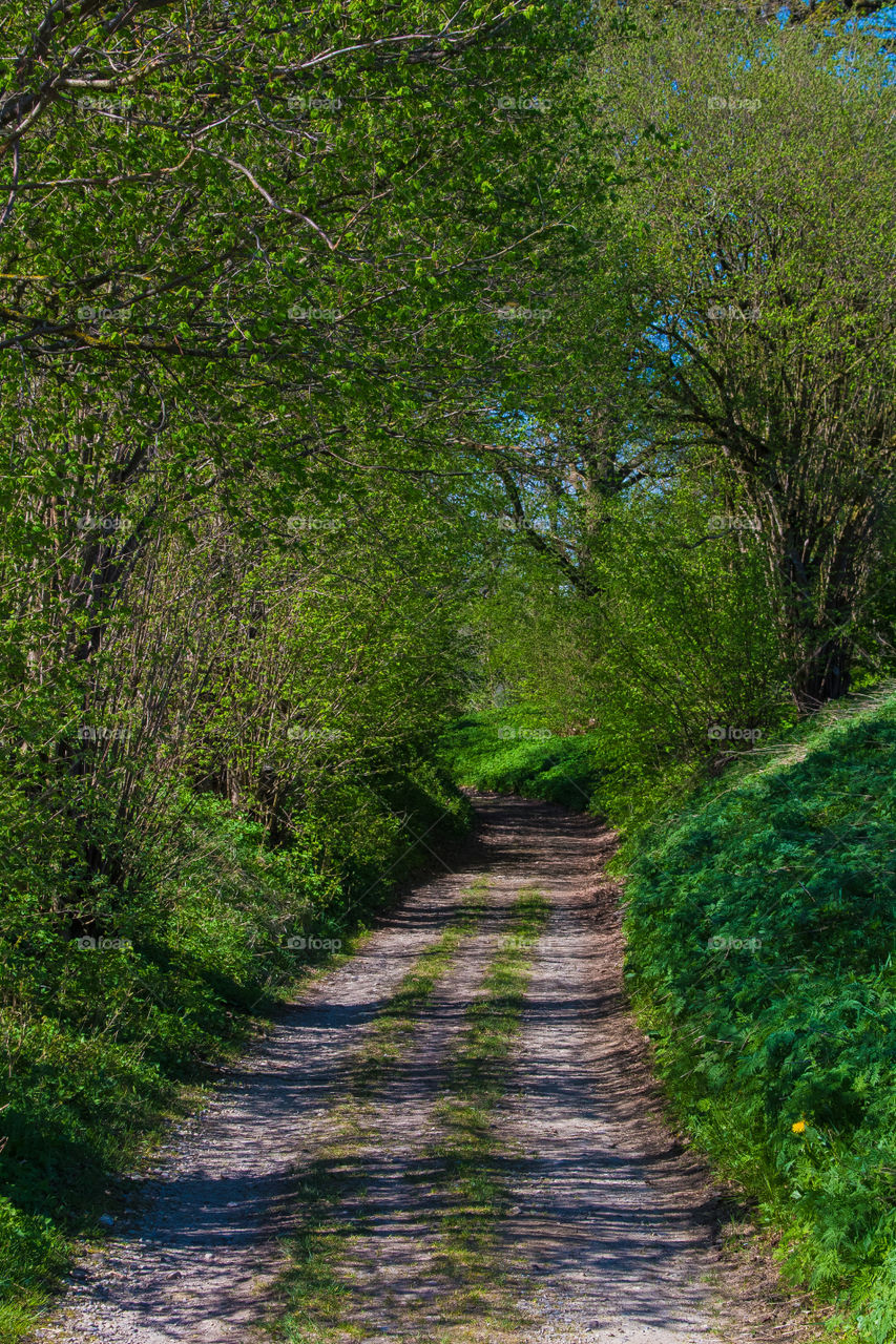 a field path in summer