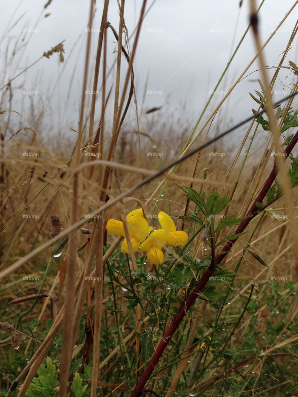 flower grass autumn rain by cabday