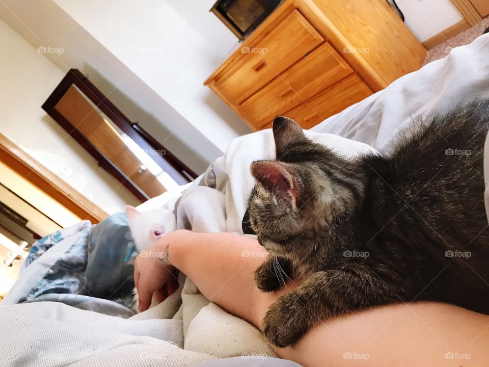 Morning Cuddles From Two Adorable Kittens