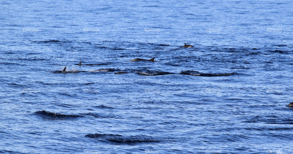 Dolphins  by hlehnerer