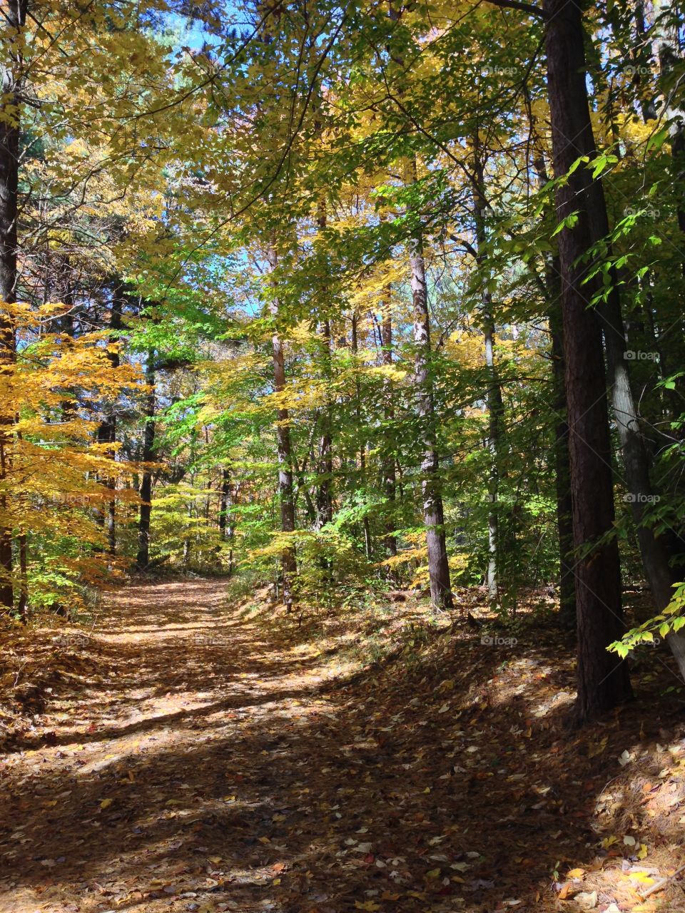 Hiking in the forest. 