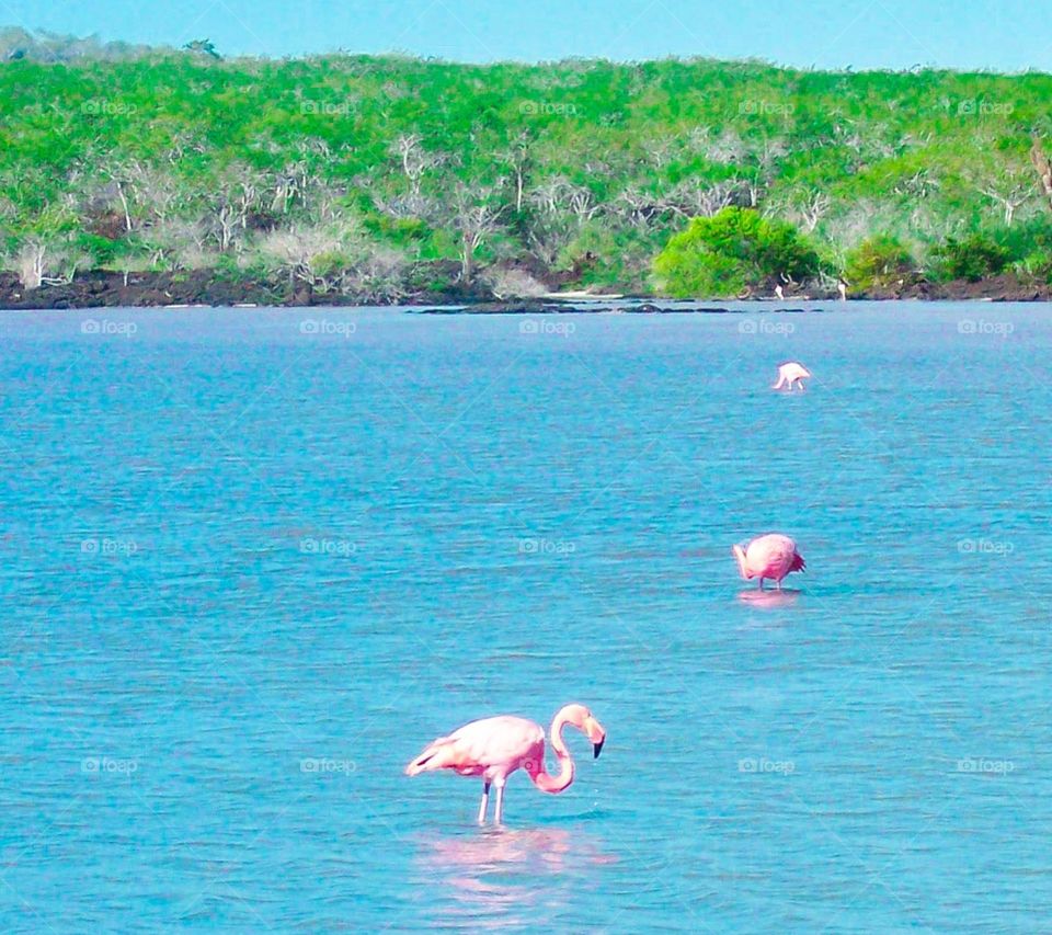 Flamingos in Galapagos are considered an endangered species. Back in the 1980s, during a flood, the flamingo nests drowned and the flamingo population suffered from reduced food sources.