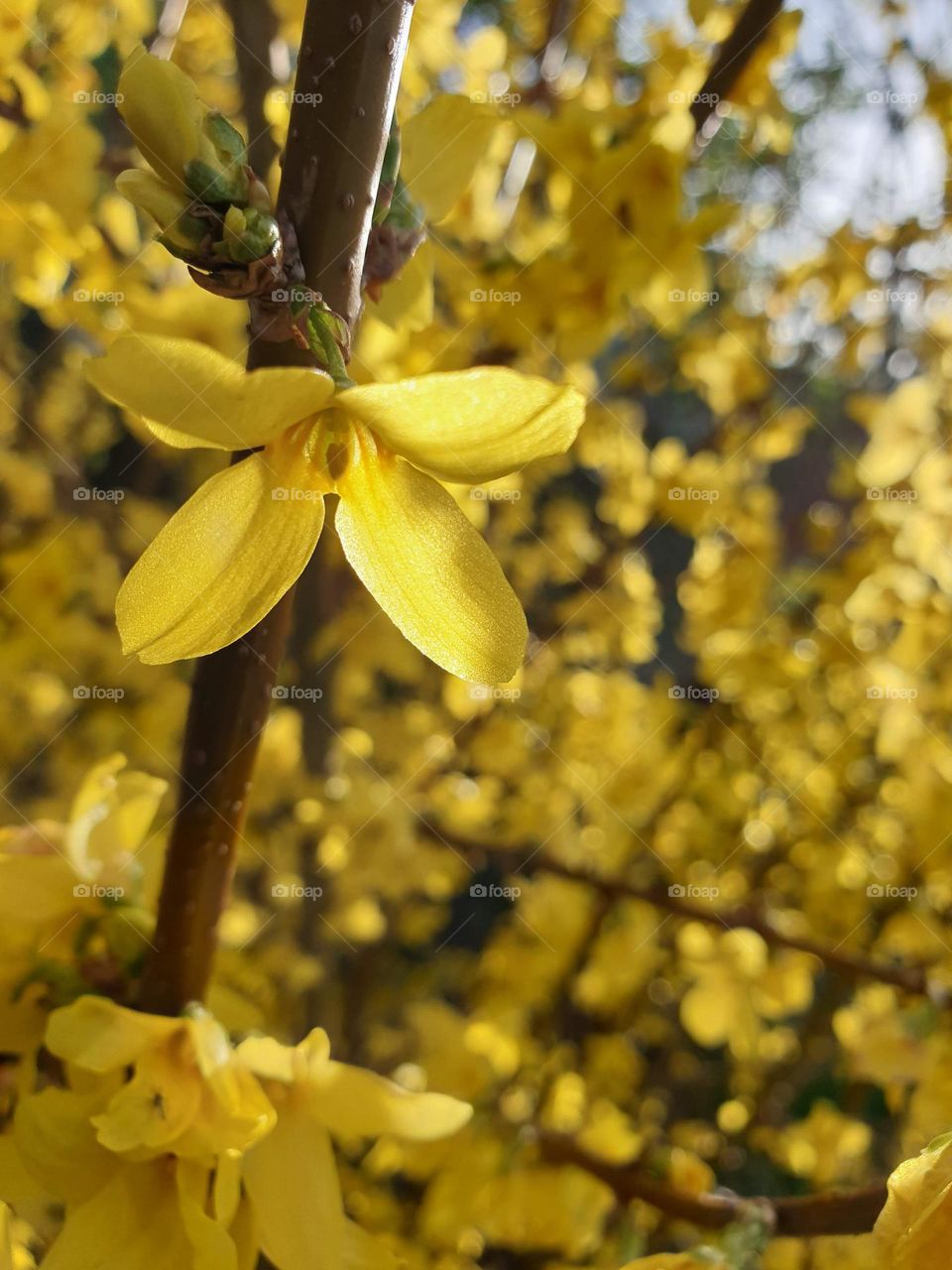 A portrait of a single yellow flower hanging on a branch full of the same flowers struck by sunlight.