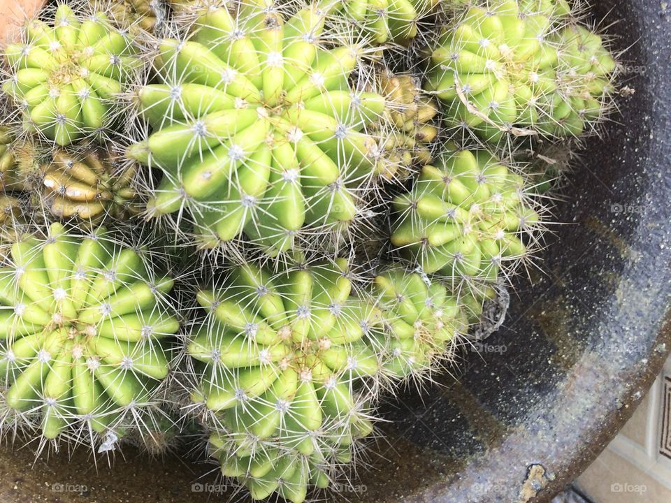 Echinopsis calochlora schum cactus species