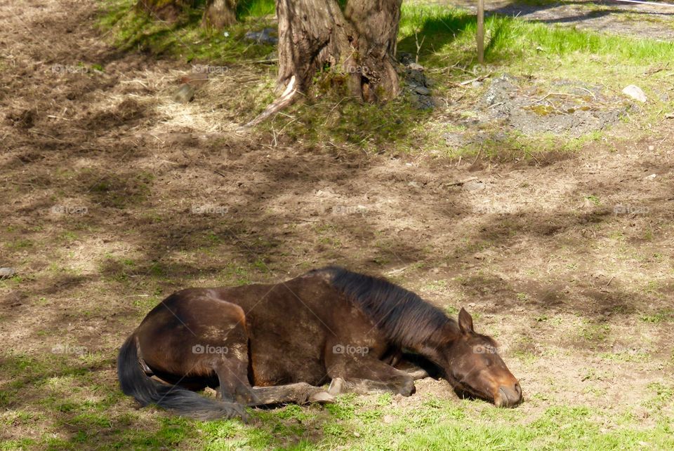 Sleeping horse. Sleeping horse