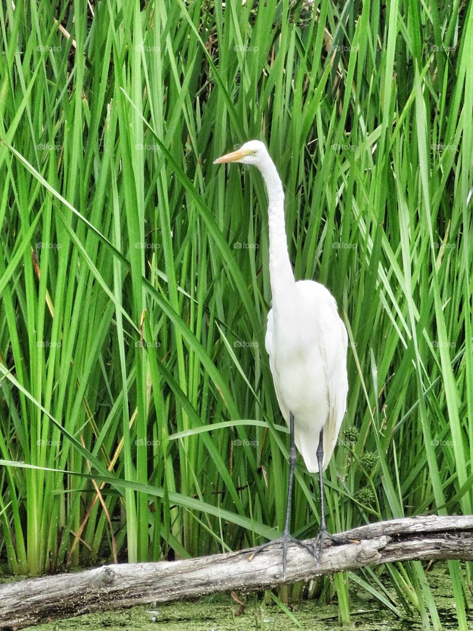 Egret Boucherville Québec 