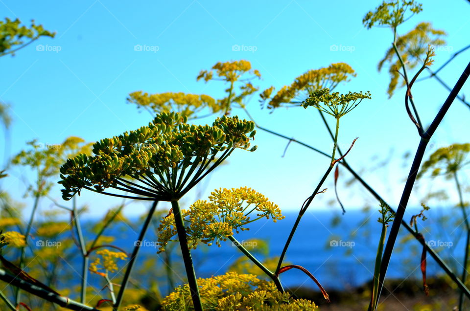 Yellow Flowers