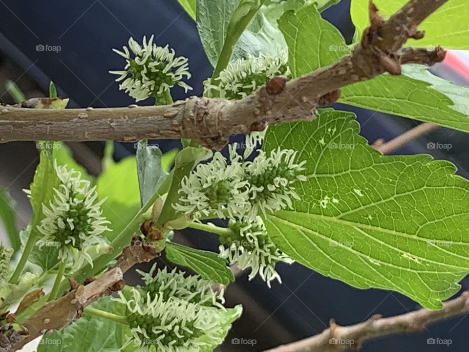 The stories of the Mulberry , Countryside (Thailand)