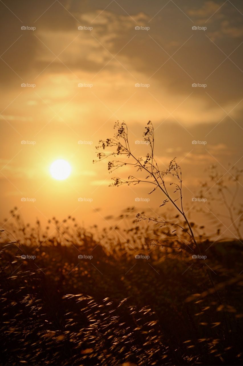 Dramatic sky during sunset over plants