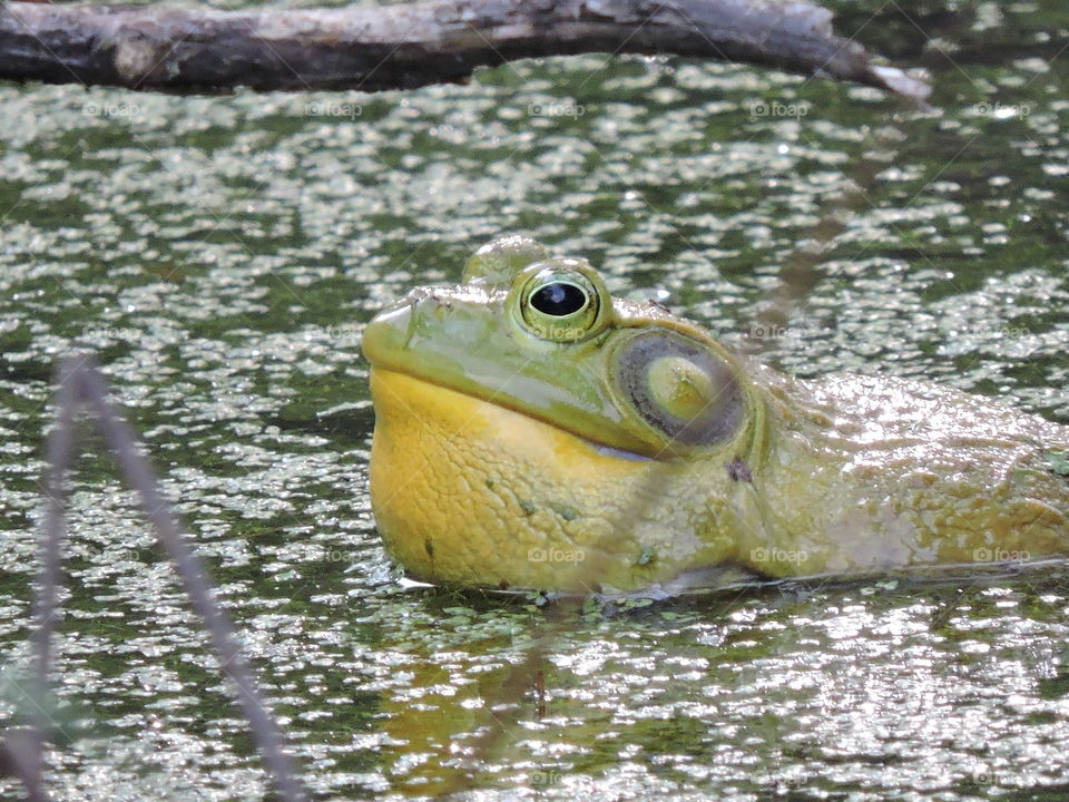 Bullfrog