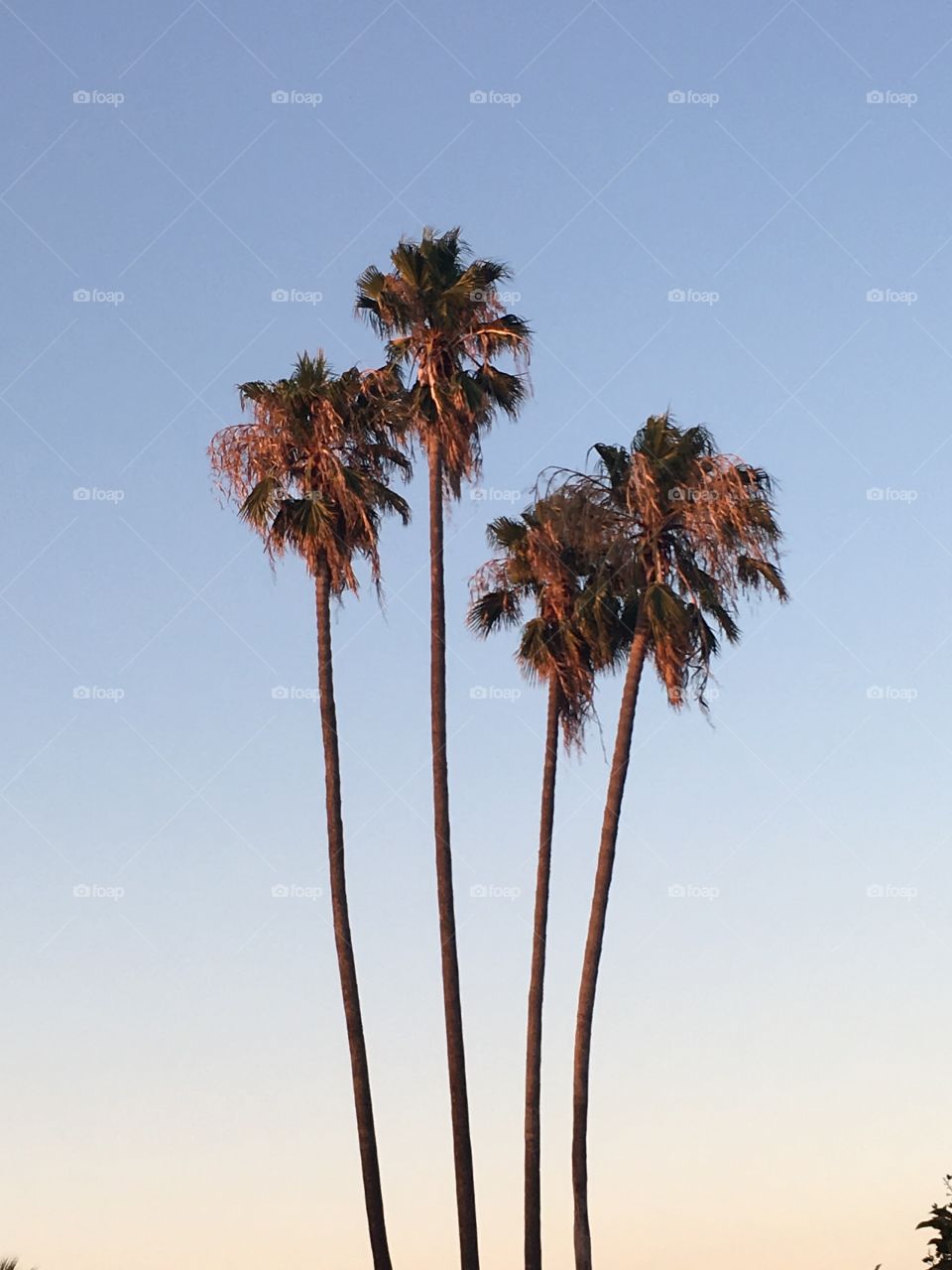 High angle view of palm trees