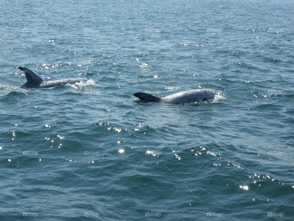 Monterey Bay whale watching