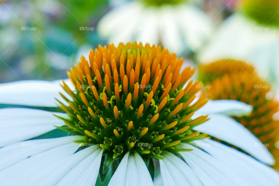 Echinacea pallida, pale purple coneflower