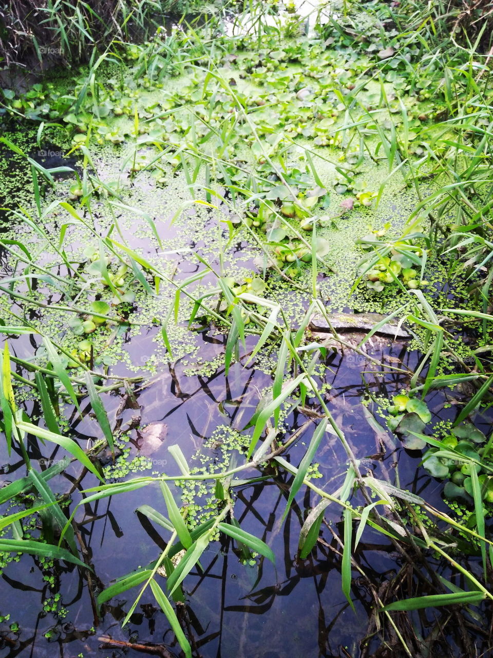 water grass