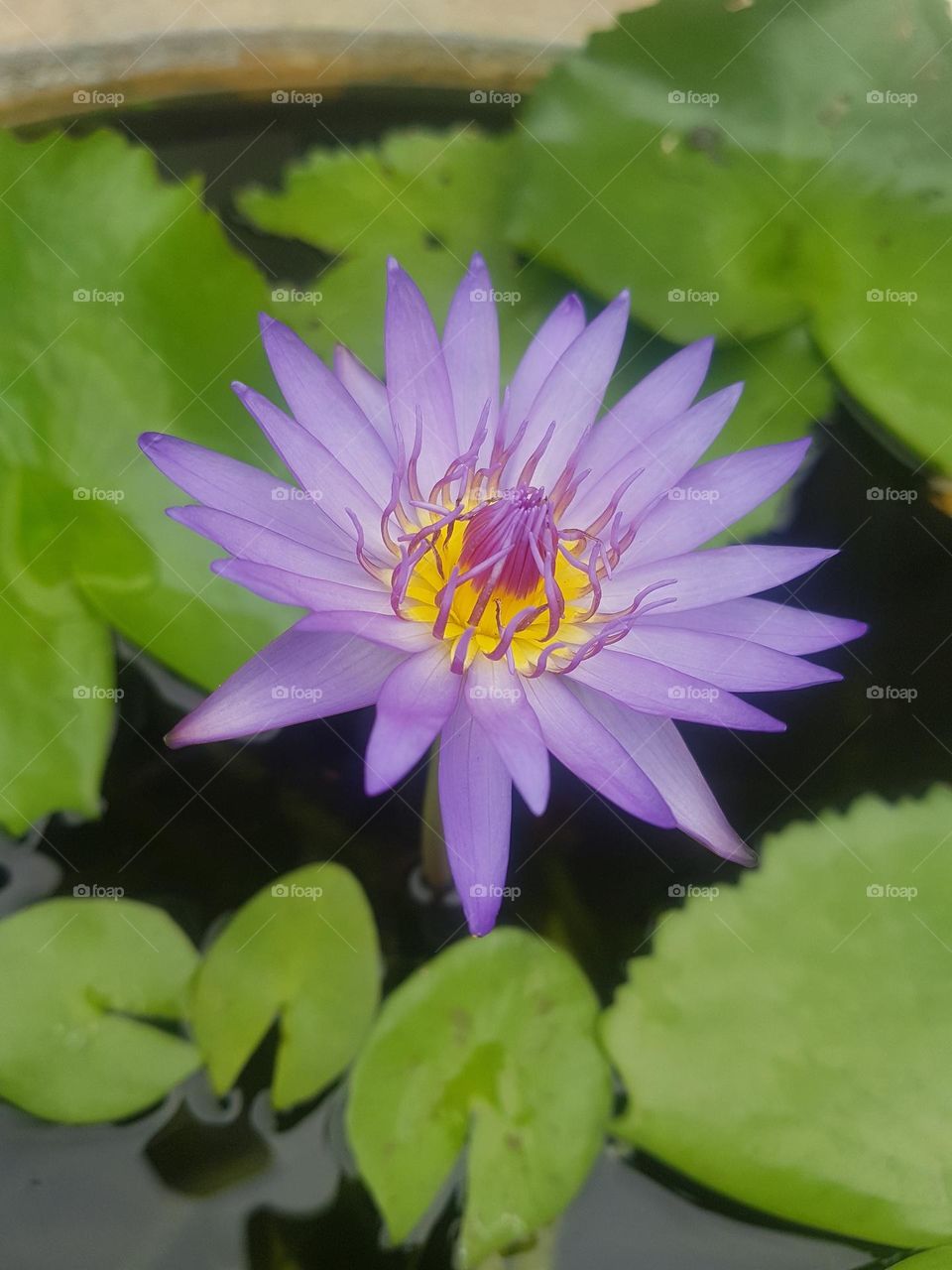 colored lotus