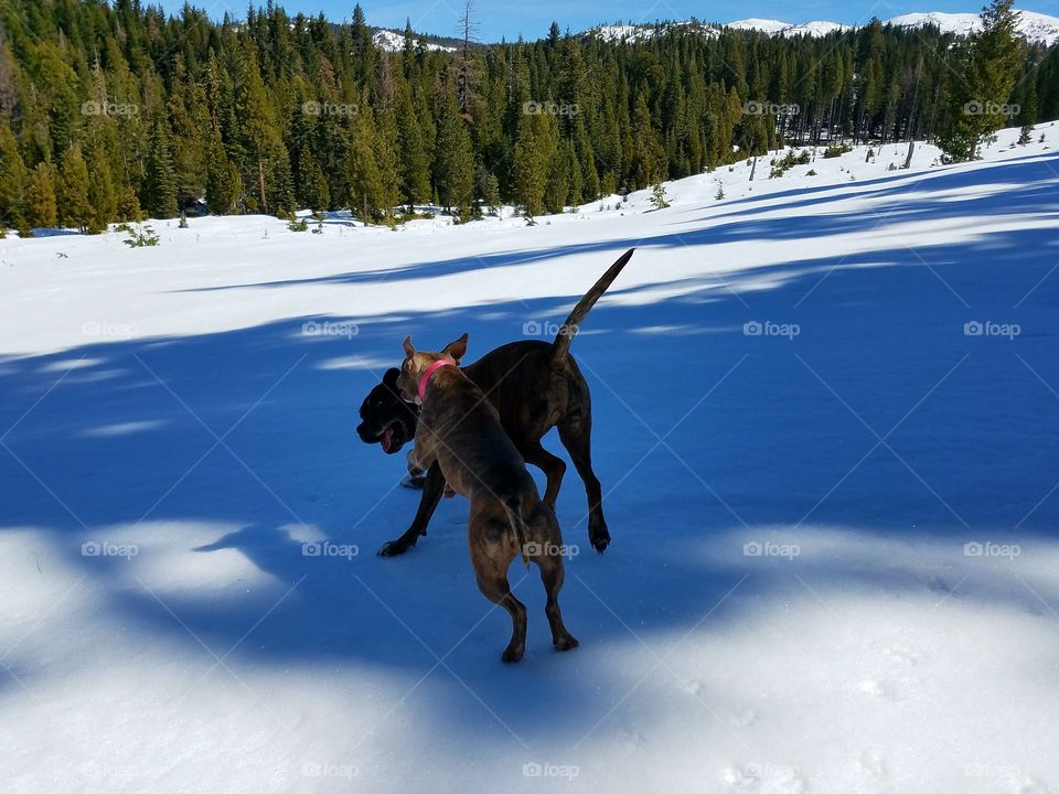 Thor and his friend Selena, playing up in the Sierras!