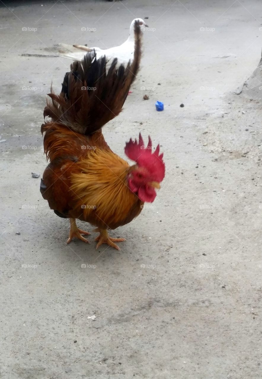 chicken and bird looking for feed