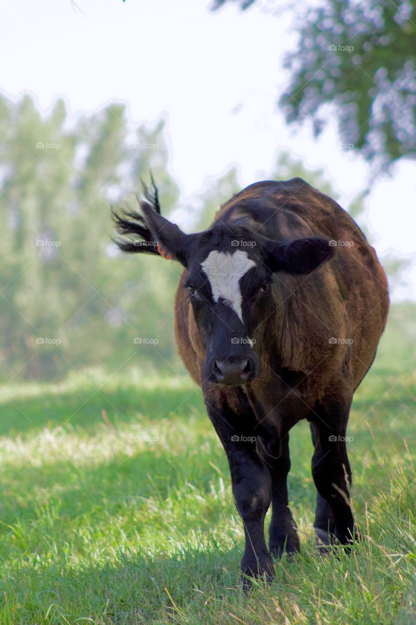 A steer trotting in a shady pasture, tail flying, hoping for a handout