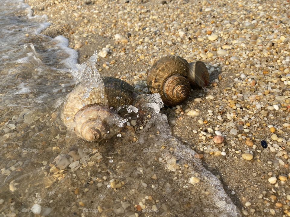 Seashells on the shore