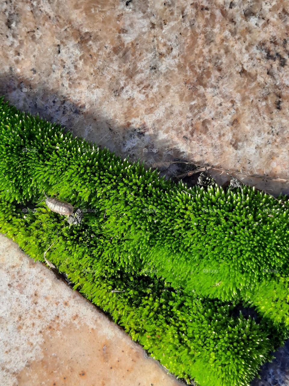 macro of moss growing in the gap of the terrace slabs