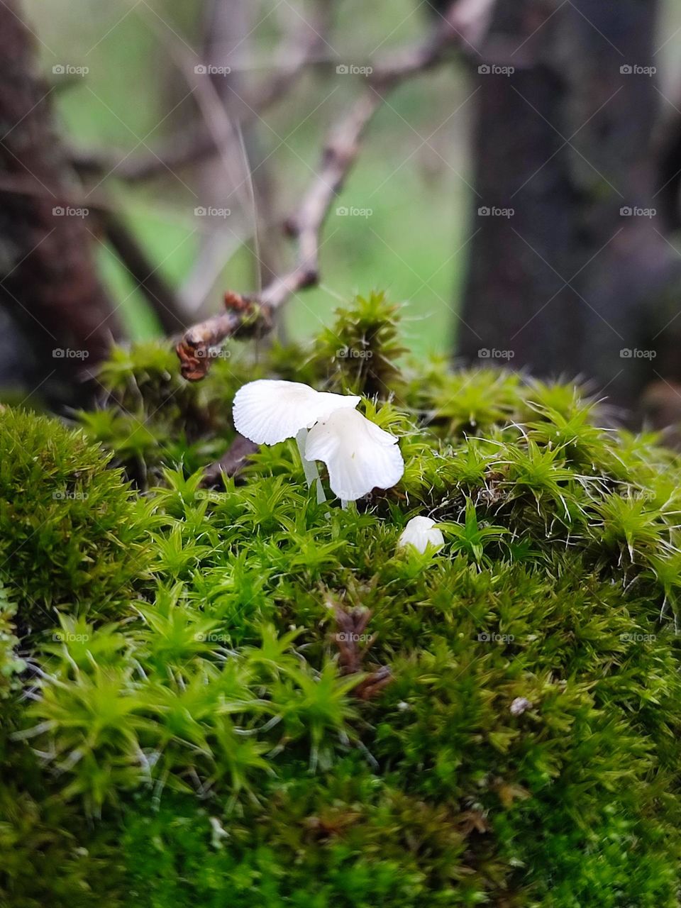 White small winter mushrooms Mycena alba macro on the mossy tree