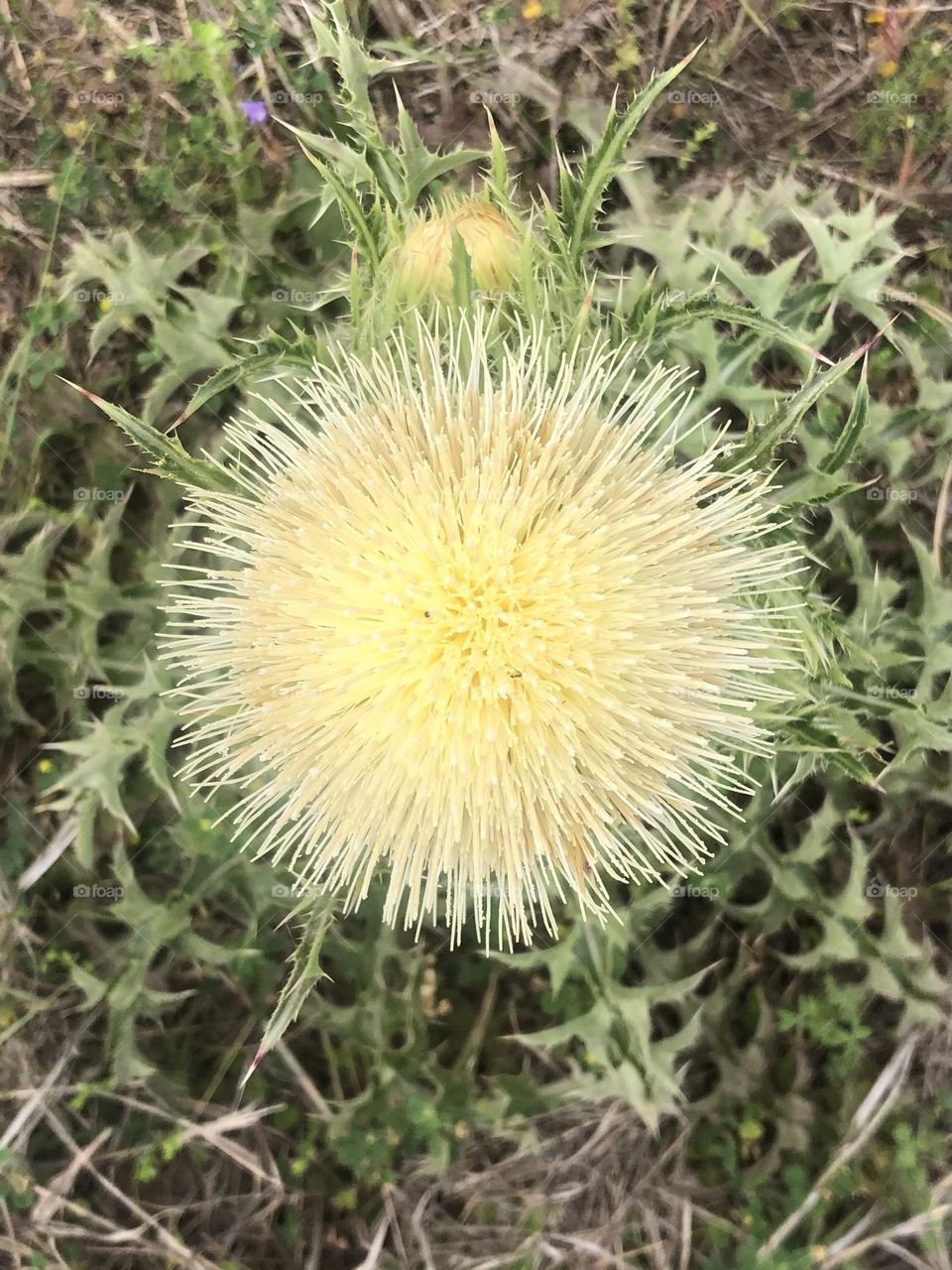 Top view of this strange but unique flower, the Thistle. It’s actually the size of tennis ball!