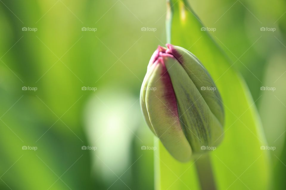 Close-up of tulip bud
